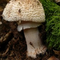 Perlpilz (Amanita rubescens)
